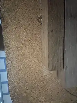 Followthepiper online show from 03-29-26, 07:41