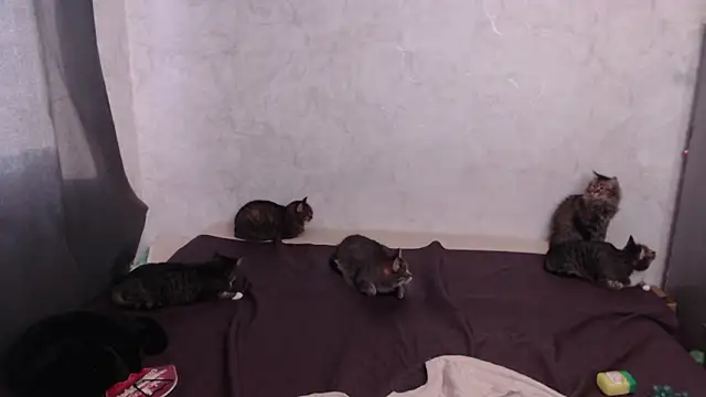 Snapshot of Olivia_Winston chatting on 03-20-26, 12:54 Olivia Winston online show from 03-20-26, 12:54