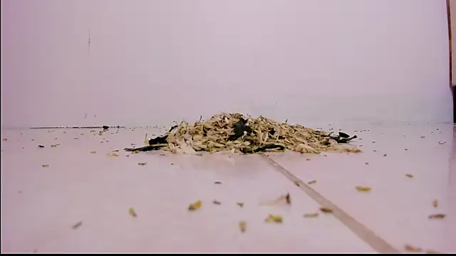 violeth hill online show from 02-27-25, 11:26