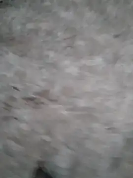 Mafiya1604 online show from 09-17-25, 01:24