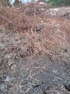 Ajith mvi online show from 03-16-26, 01:33