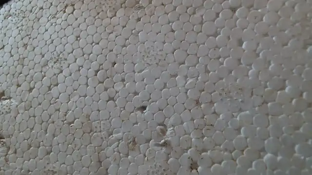 titi fiesta online show from 02-24-26, 08:01