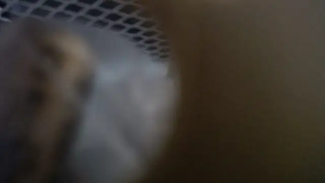 lovense test04 online show from 01-19-26, 10:30