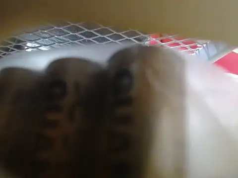 Snapshot of lovense_test04 chatting on 02-10-26, 06:06 lovense test04 online show from 02-10-26, 06:06