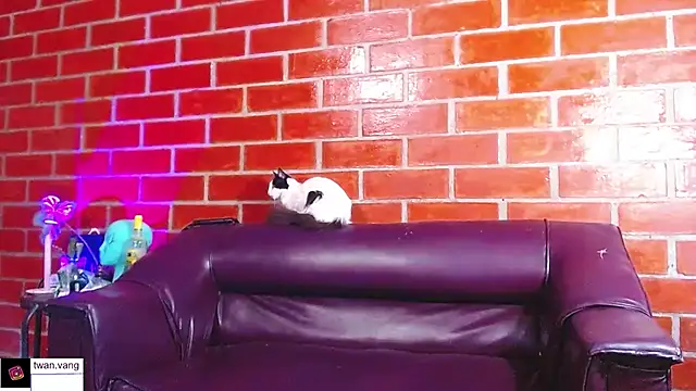 Trix fiore oficial online show from 03-22-26, 10:46