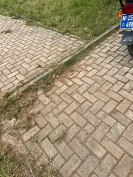 Snapshot of Black-mamba-madingo chatting on 11-01-25, 12:29 Black-mamba-madingo online show from 11-01-25, 12:29