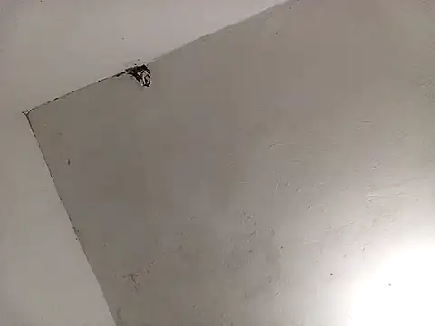 Surreyaa online show from 02-13-25, 03:39