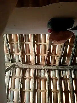 Snapshot of luissilva0071 chatting on 02-24-26, 12:25 luissilva0071 online show from 02-24-26, 12:25