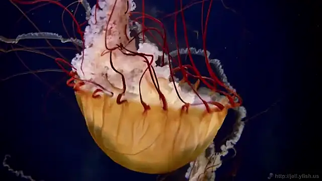 streamy test11 online show from 11-11-25, 04:29