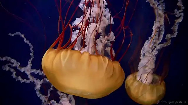 streamy test11 online show from 02-02-26, 08:24