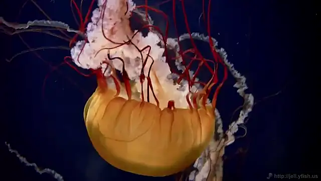 Snapshot of streamy_test12 chatting on 10-02-25, 08:21 streamy test12 online show from 10-02-25, 08:21