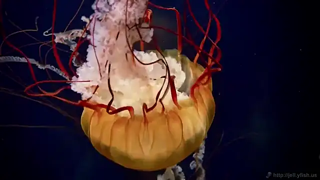 Snapshot of streamy_test12 chatting on 10-08-25, 09:40 streamy test12 online show from 10-08-25, 09:40