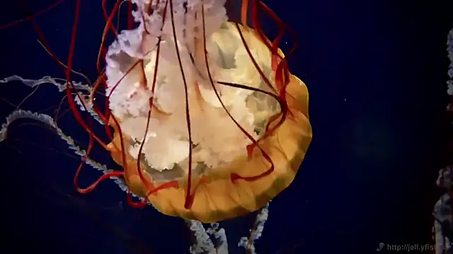 Snapshot of streamy_test12 chatting on 10-22-25, 08:36 streamy test12 online show from 10-22-25, 08:36