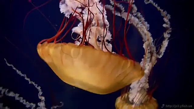 Snapshot of streamy_test12 chatting on 11-03-25, 11:55 streamy test12 online show from 11-03-25, 11:55