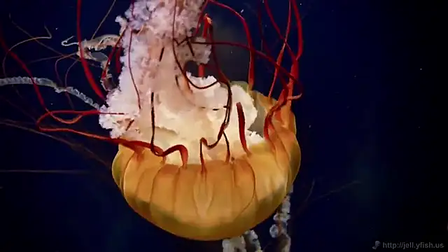 Snapshot of streamy_test12 chatting on 12-14-25, 10:53 streamy test12 online show from 12-14-25, 10:53