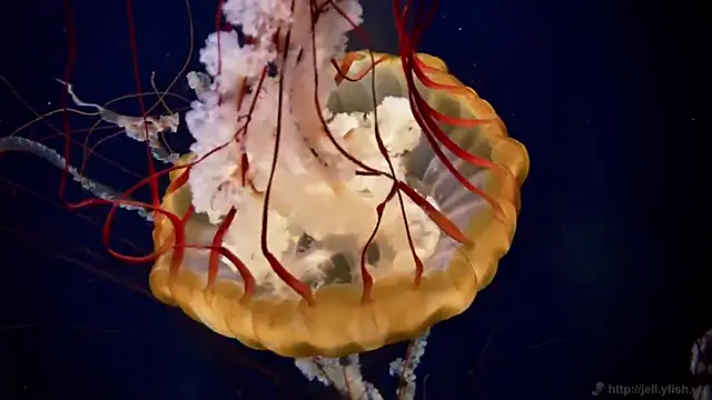 Snapshot of streamy_test12 chatting on 12-17-25, 09:59 streamy test12 online show from 12-17-25, 09:59