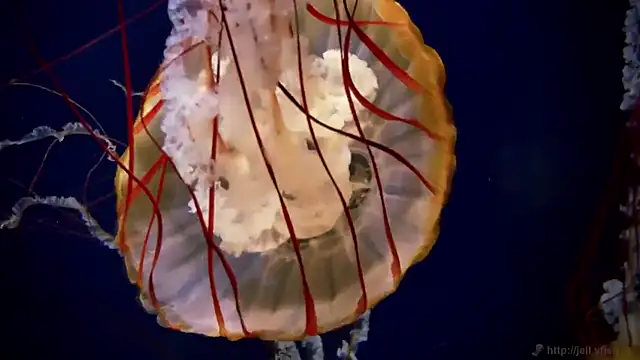 streamy test12 online show from 03-27-26, 08:37