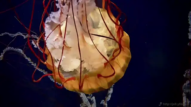 streamy test12 online show from 03-31-26, 08:26