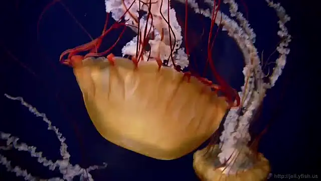 streamy test13 online show from 12-03-24, 09:55