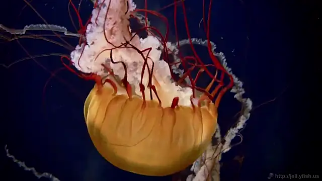 streamy test13 online show from 02-03-25, 08:13