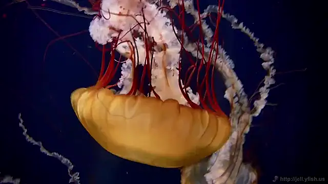 streamy test13 online show from 02-04-25, 08:13