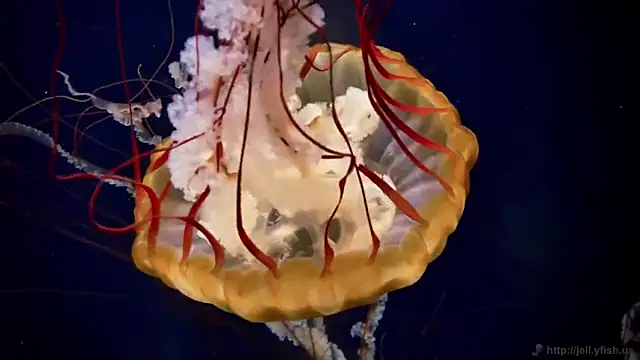 streamy test13 online show from 03-07-25, 08:13