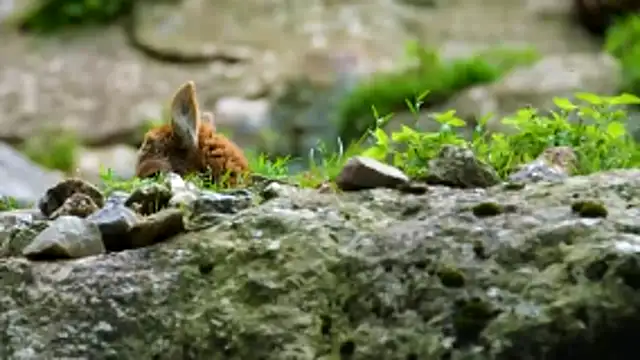 streamy test13 online show from 12-17-25, 09:59