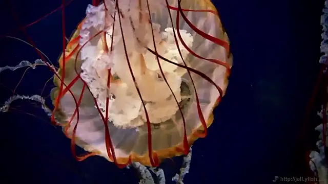 streamy test15 online show from 12-19-25, 07:59