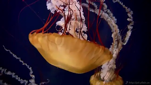 streamy test15 online show from 02-02-26, 02:05