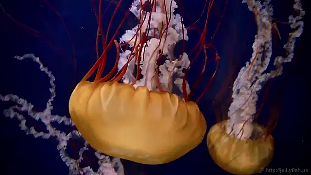 streamy test15 online show from 02-10-26, 09:02