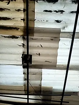 weedmanhot28 online show from 09-21-25, 12:07