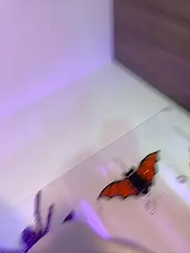 mikuru hara online show from 10-05-25, 02:10