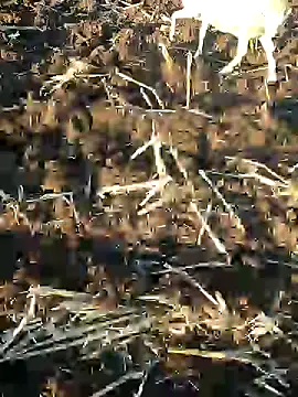 Snapshot of murokkk31 chatting on 01-09-25, 01:24 murokkk31 online show from 01-09-25, 01:24