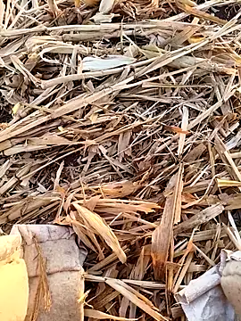 Snapshot of murokkk31 chatting on 09-16-25, 03:18 murokkk31 online show from 09-16-25, 03:18