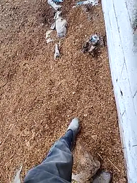 Snapshot of murokkk31 chatting on 11-15-25, 12:45 murokkk31 online show from 11-15-25, 12:45