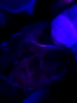 Hotpussy3ox online show from 02-01-26, 11:03