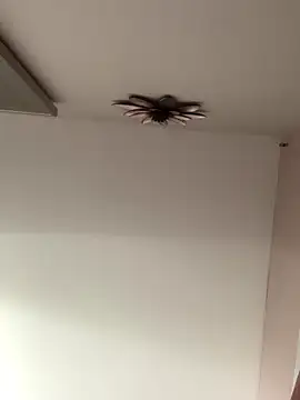 Larabrooks online show from 10-09-25, 07:01