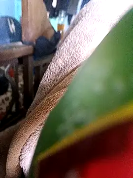 Snapshot of AssamSilchar93 chatting on 12-18-24, 07:36 AssamSilchar93 online show from 12-18-24, 07:36