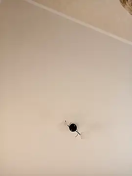 Snapshot of YuliannaFox chatting on 12-24-24, 07:06 YuliannaFox online show from 12-24-24, 07:06