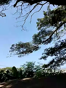 Chocolate factory man online show from 01-18-25, 11:43