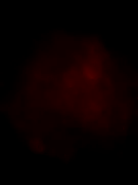 Ozomitro online show from 03-13-25, 04:23