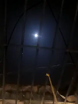 Snapshot of jellydicks chatting on 01-11-25, 05:29 jellydicks online show from 01-11-25, 05:29