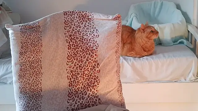 VeneRed online show from 02-12-25, 09:31