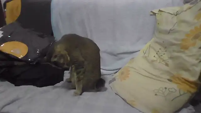 daeyulin online show from 01-14-25, 02:29