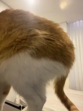 girl anni online show from 10-31-25, 03:13