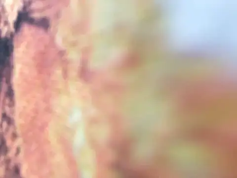 riri riri jp online show from 12-16-25, 10:09