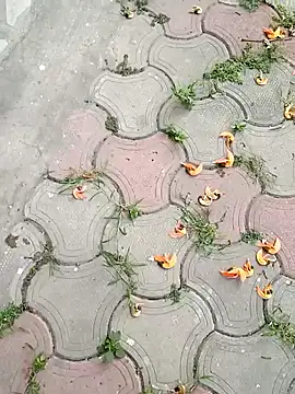 Snapshot of Raj41 chatting on 03-02-25, 01:36 Raj41 online show from 03-02-25, 01:36