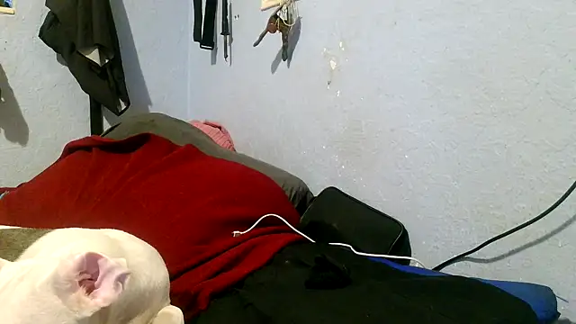 PornStro921 online show from 05-03-26, 04:02