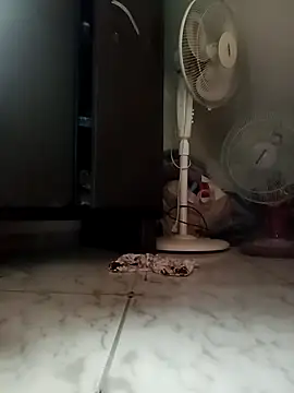 payalchola online show from 03-14-26, 07:25