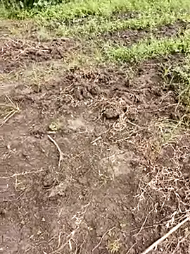 himvilohi08 online show from 10-01-25, 05:35